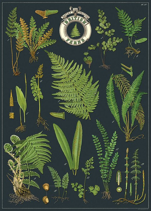 Cavallini Wrap & Poster Sheets