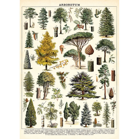 Cavallini Wrap & Poster Sheets
