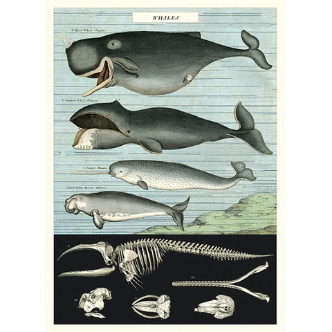 Cavallini Wrap & Poster Sheets