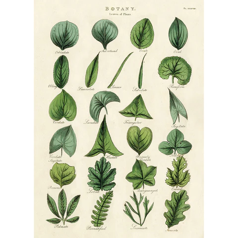Cavallini Wrap & Poster Sheets