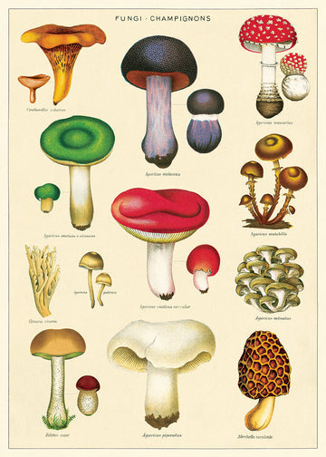 Cavallini Wrap & Poster Sheets